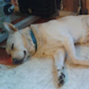 Meet your Posher, Ken